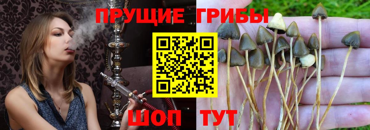 Псилоцибиновые грибы Magic Shrooms  Галлюциногенные грибы GOLDEN TEACHER  Новочеркасск  Вход с VPN 